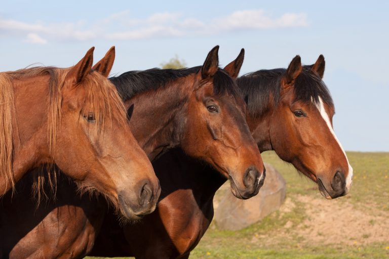 Portrait of three nice horses posing