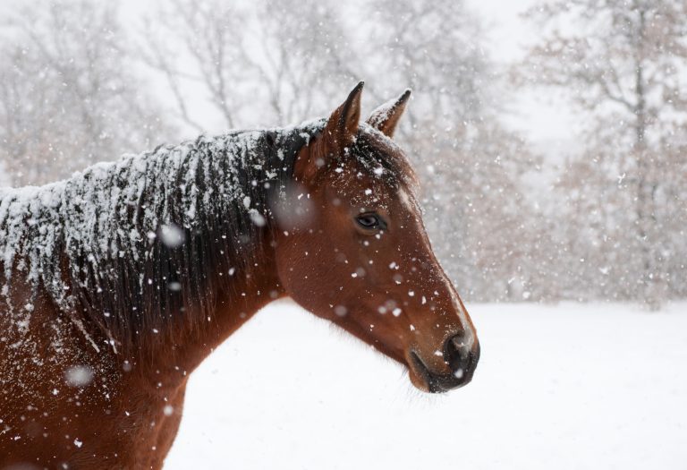 Red bay horse in heavy sbow fall with snow all over her
