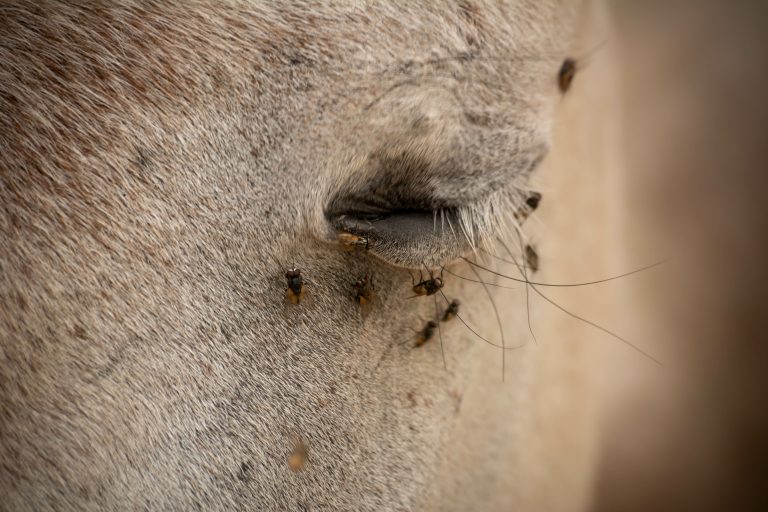 Close Up of Closed Eye of a White Horse Disturbed by Flies on Bl