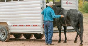 Horse Trailer