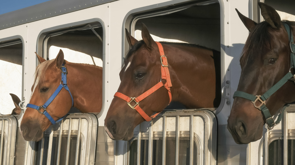 Quick Horse Trailer Clean Up USRider Equestrian Motor Plan