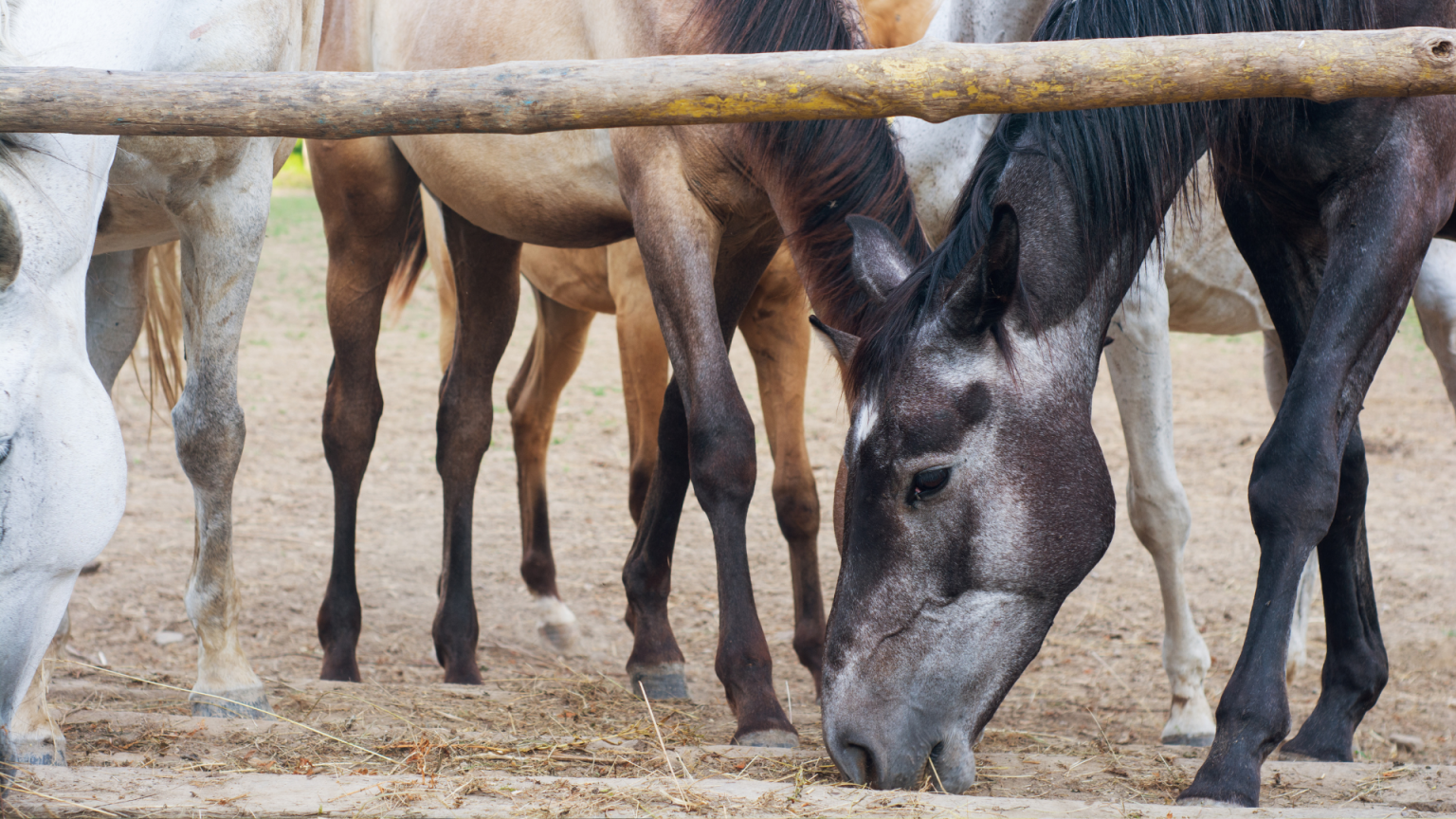 Why Do Horses Eat Dirt? USRider Equestrian Motor Plan