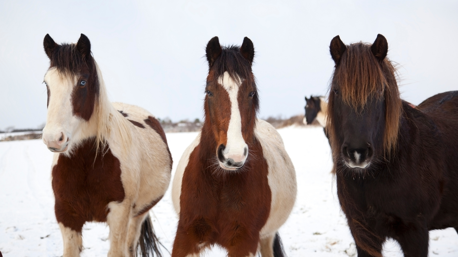 Tips for Managing Your Horse's Winter Coat - Benefab®