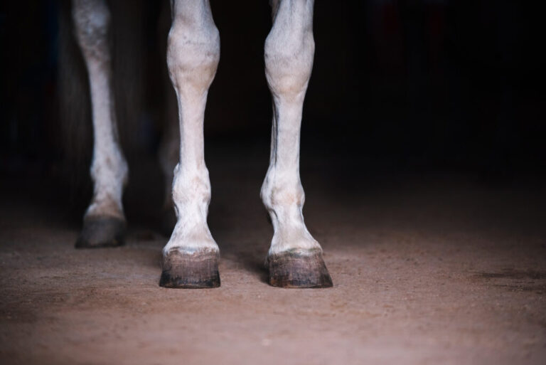 White horse legs close up