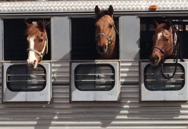 horses-in-a-trailer-2022-03-05-23-20-18-utc-1024x701 (1)