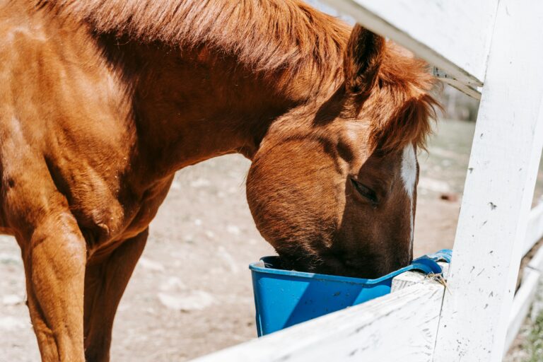 horsefeed