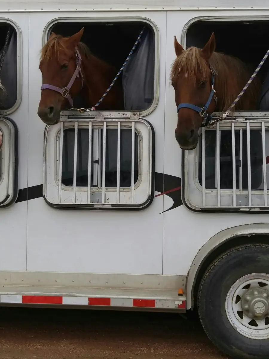 Three horses looking out of the windows of a horse trailer (mobile crop)